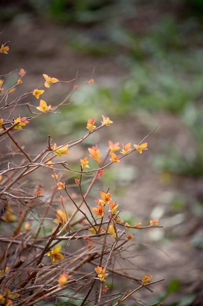 Burgeon bush with yellow and red leaves