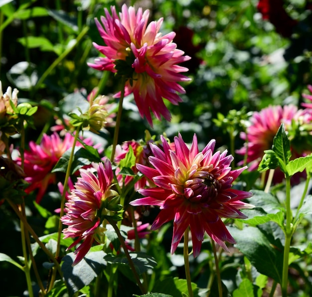 Burgundy and cream cactus dahlias