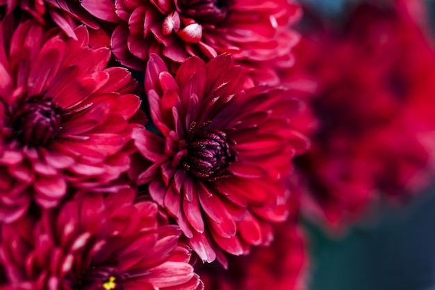 Foto macro dei petali della dalia della borgogna, fondo astratto floreale. primo piano di fiori dalia, crisantemo per lo sfondo, messa a fuoco morbida..