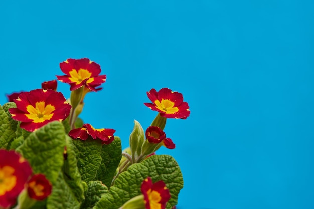 burgundy flowers in the garden on a blue background spring banner for advertising