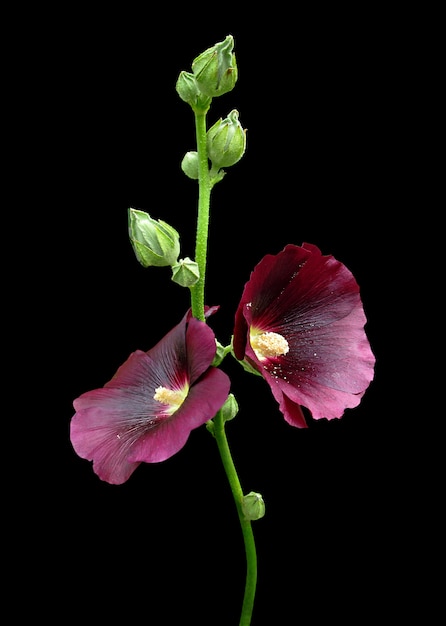 黒の背景に分離されたブルゴーニュのアオイ科の植物の花