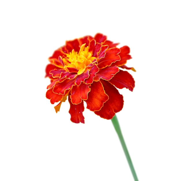 Burgundy marigold isolated on a black background