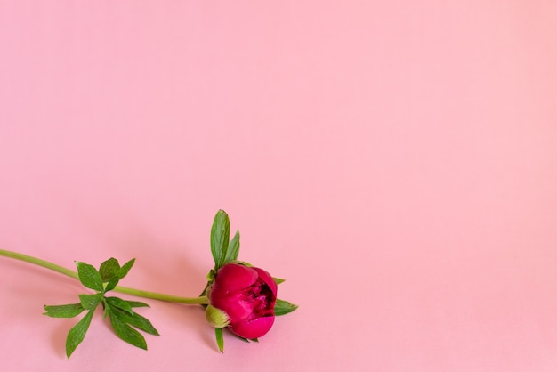 Burgundy peonies on pink wood