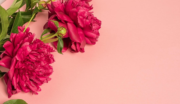 ピンクの背景にブルゴーニュの牡丹の美しい花のクローズ アップ花の自然な背景水平フレーム フラット レイアウト