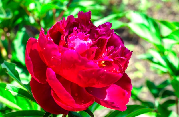 Burgundy peony flower close up