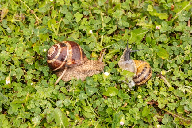Бургундская улитка (Helix pomatia) и маленькая серая улитка (Helix aspersa aspersa) на влажной траве весной во Франции