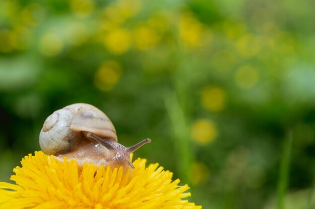 Burgundy snail on the  yellow dandelion in a natural environment