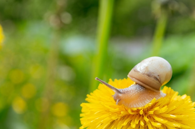 Burgundy snail on the  yellow dandelion in a natural environment