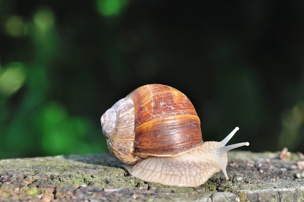 Burgundy snail