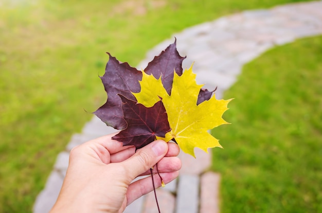 Burgundy and yellow maple leaves in a female hand on the background of a lawn and footpath