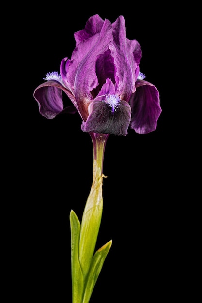 Burgundypurple flower of dwarf bearded iris isolated on black background