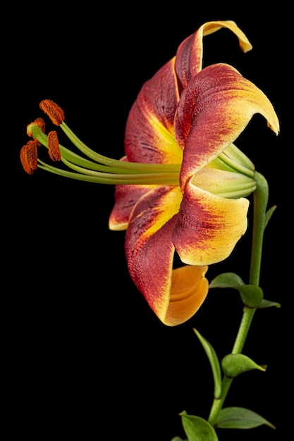 Burgundyyellow flower of lily isolated on black background