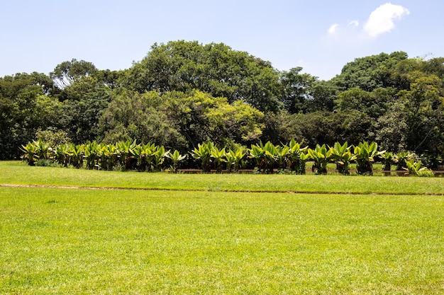 Парк Бурле Маркс Городской парк в Сан-Хосе-дус-Кампус, Бразилия Красивое озеро с типичными деревьями