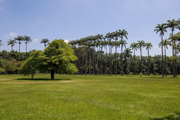 Burle Marx park Parque da Cidade in Sao Jose dos Campos Brazilië Lange en mooie palmbomen