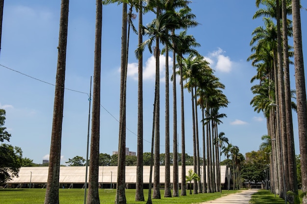 Burle Marx park Parque da Cidade in Sao Jose dos Campos Brazil Tall and beautiful palm trees