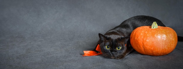 Бирманская кошка и тыква на празднике Хэллоуин портрет коричневой бирманской кошки с оранжевой лентой милый питомец на вечеринке Хэллоуин осень и октябрь концепция студии животных