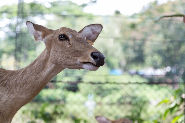 버마어 눈썹 사슴 또는 Rucervus eldii, 태국에서 thamin.