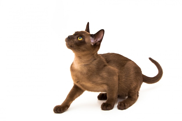 Burmese cat. Cute playful chocolate-colored kitten.