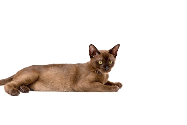 Burmese cat. Cute playful chocolate-colored kitten.