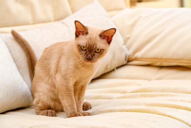 버마 고양이 키티 컬러 초콜릿은 태국이 원산지인 국내 고양이 품종으로 현재의 태국-버마 근처에 뿌리가 있다고 믿어집니다.