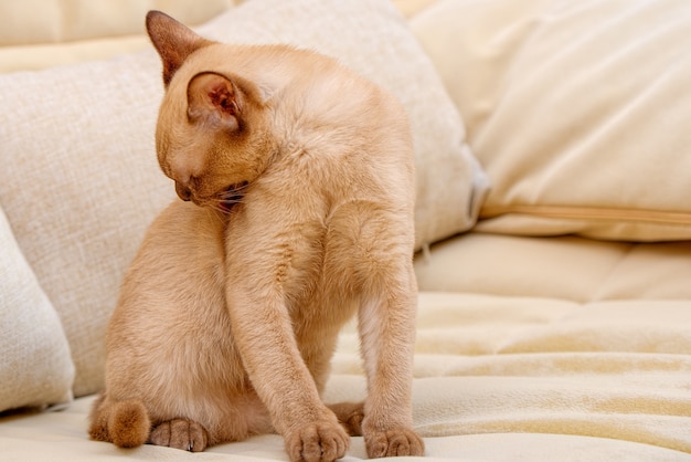 버마 고양이 키티 컬러 초콜릿은 태국이 원산지인 국내 고양이 품종으로 현재의 태국-버마 근처에 뿌리가 있다고 믿어집니다.