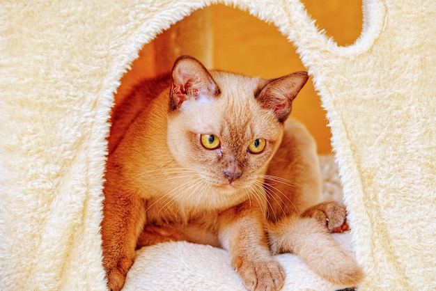 Burmese cat kitty color chocolate, is a breed of domestic cat, originating in Thailand, believed to have its roots near the present Thai-Burma.