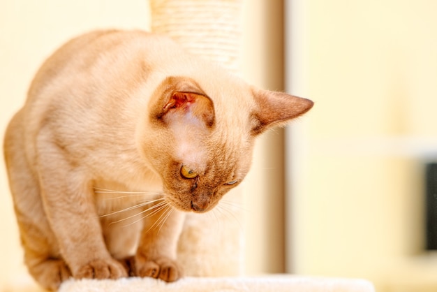 버마 고양이 키티 컬러 초콜릿은 태국이 원산지인 국내 고양이 품종으로 현재의 태국-버마 근처에 뿌리가 있다고 믿어집니다.