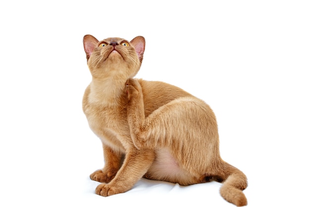 ビルマ猫キティカラーチョコレートは、タイ発祥の飼い猫の一種で、現在のタイビルマにルーツがあると考えられています。