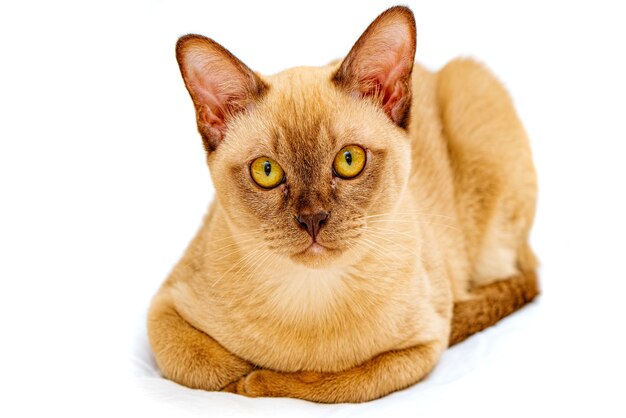 Burmese cat kitty color chocolate, is a breed of domestic cat, originating in Thailand, believed to have its roots near the present Thai-Burma.