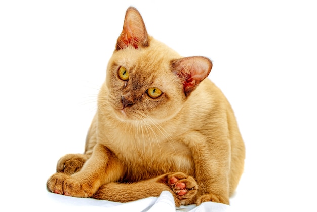 Burmese cat kitty color chocolate, is a breed of domestic cat, originating in Thailand, believed to have its roots near the present Thai-Burma.