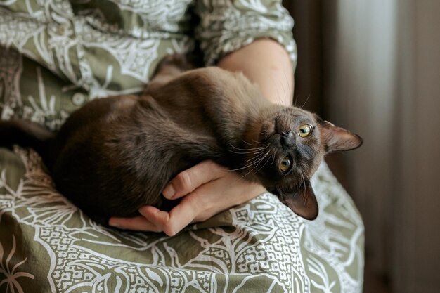 버마 새끼 고양이 호기심이 넘치는 버마 고양이가 카메라를 쳐다보고 있습니다.