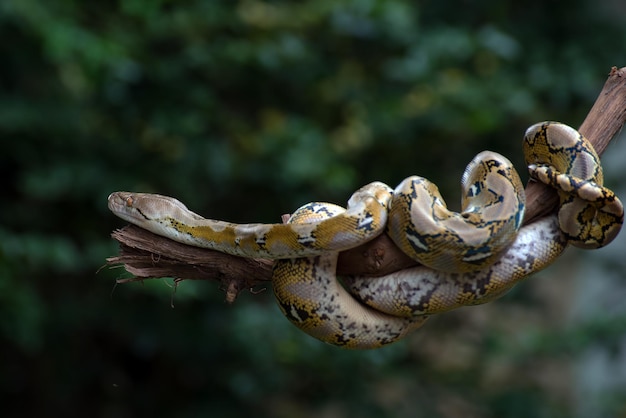 Premium Photo | Burmese python coiled around a tree