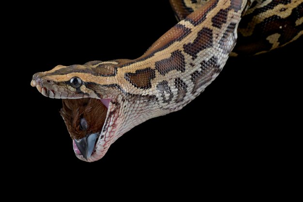 Burmese python eating a bird