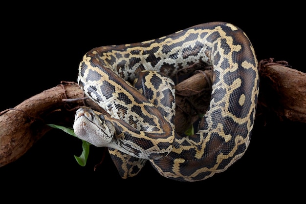 Burmese python eating a bird