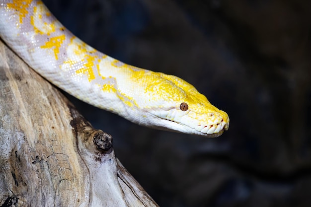 Burmese python snake Reptile and reptiles Amphibian and Amphibians Tropical fauna Wildlife and zoology