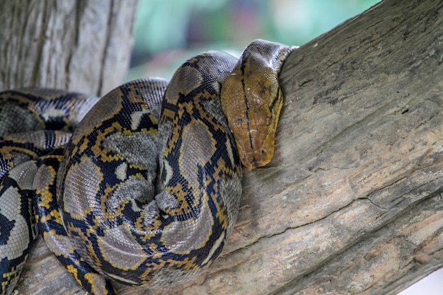 Burmese python on stick tree