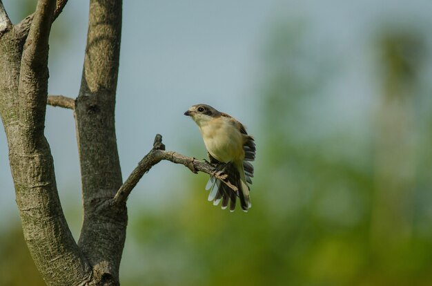 Burmese Shrike female (Lanius collurioides) perching on a branch