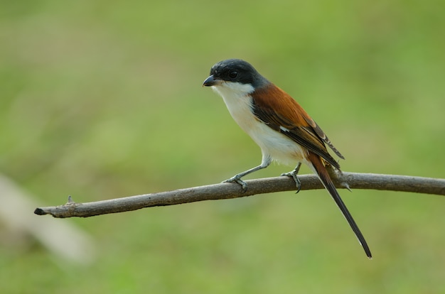 Burmese Shrike perching on a branch