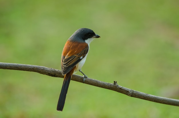 Burmese Shrike perching on a branch