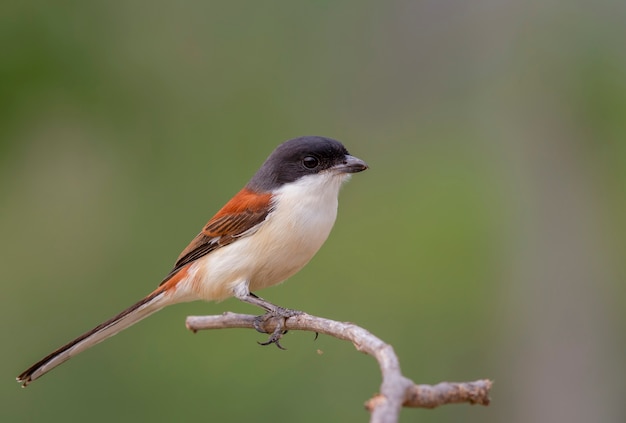 Foto shrike birmano