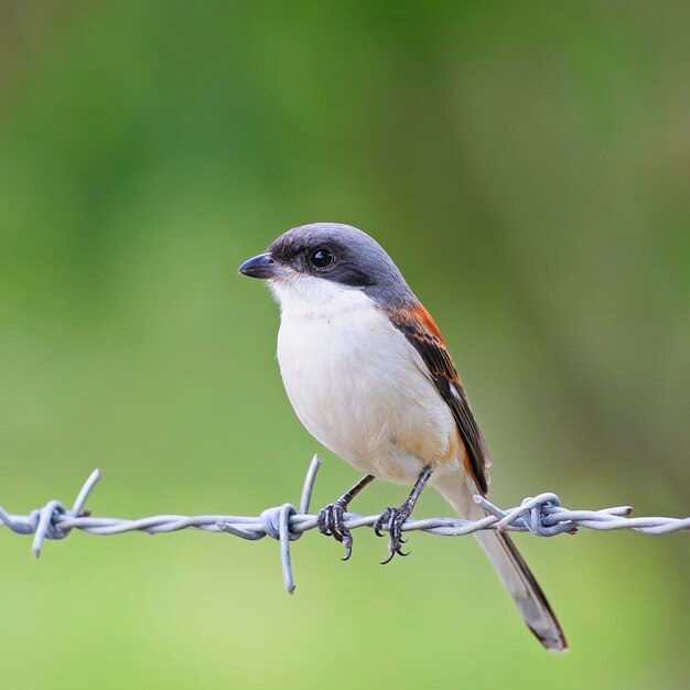 Photo burmese shrike