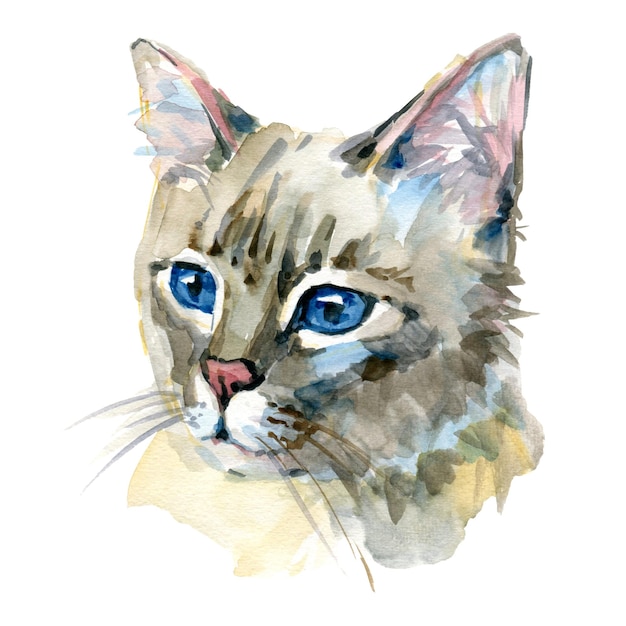 Burmilla cat portrait isolated on white Watercolor art illustration hand drawn kitty Domestic breed