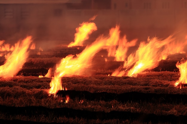 Burn dry straw in the field on the side of the road in Thailand