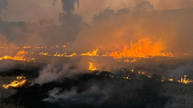 Foto bruciare i campi