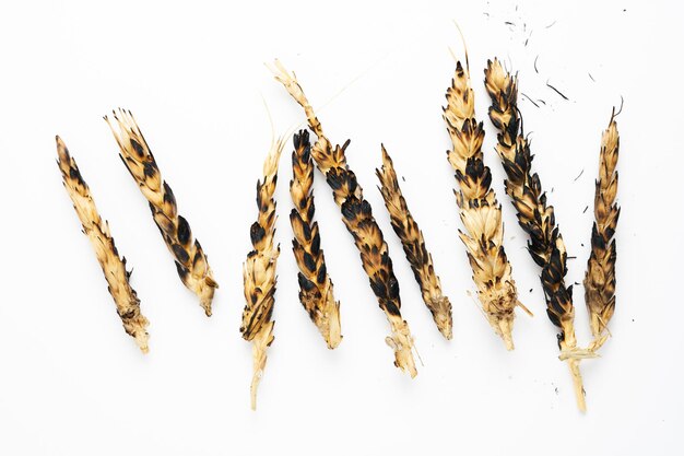 Burned ears of wheat on white background