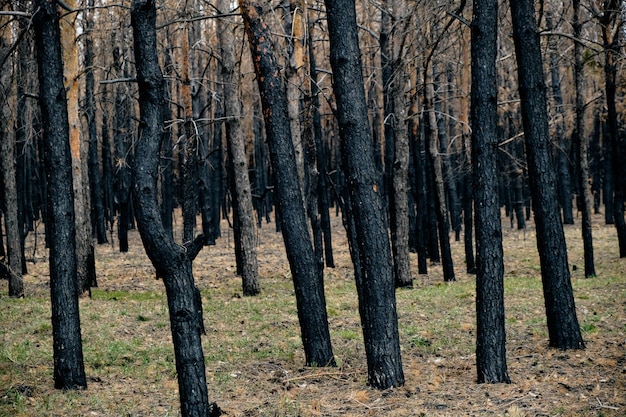 焼けた森、焦げた木、森林火災、環境災害。