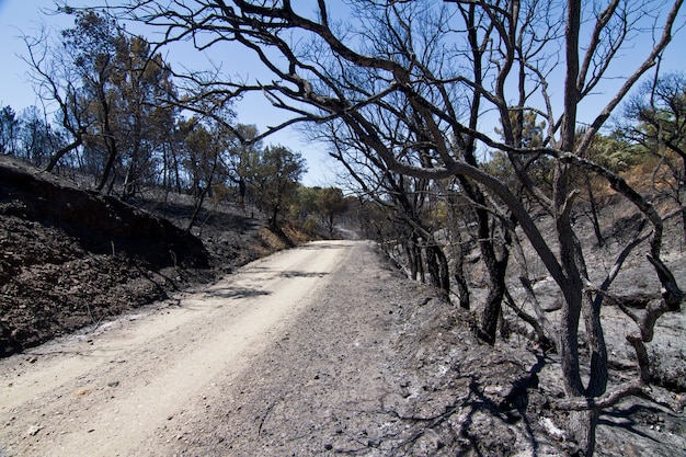 Burned forest