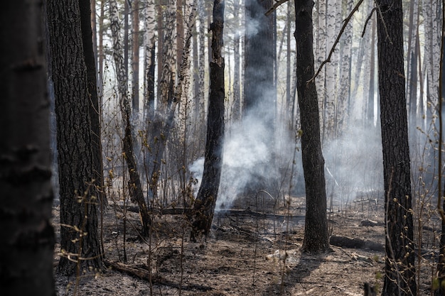 Burned trees after wildfire, pollution and a lot of smoke