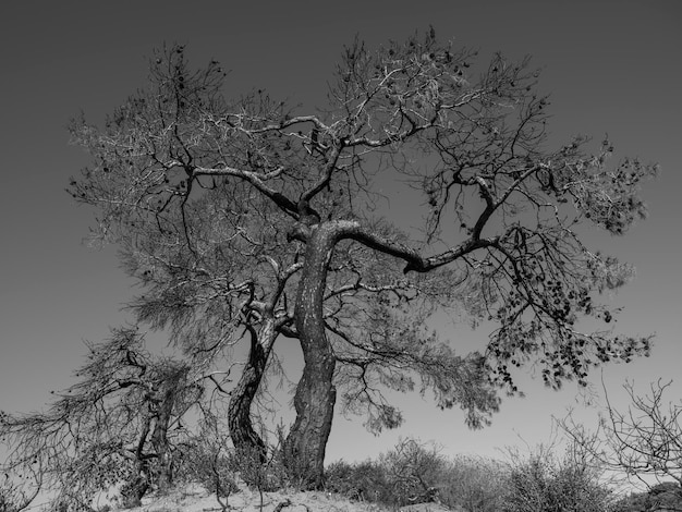 Burned trees and dramatic landscape