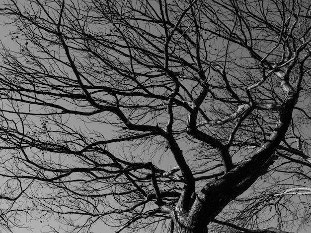 Burned trees and dramatic landscape